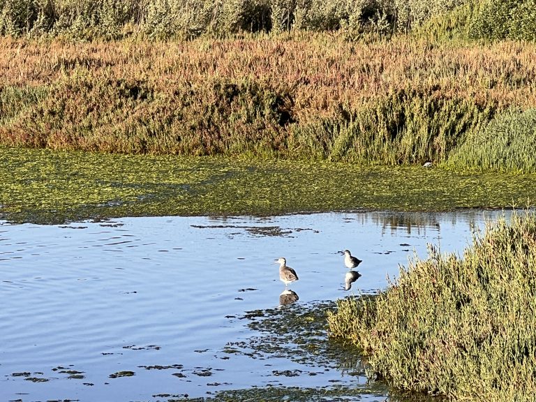 ¡¡¡ LA MUNICIPALIDAD DENUNCIA A EMPRESA SAN ISIDRO !!!
